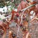 Parrotia fleur P2C